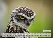 Kalender Eulen 01