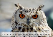 Kalender Eulen 02