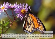Kalender Schmetterlinge 01
