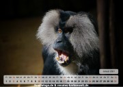 Kalender Tiere 01