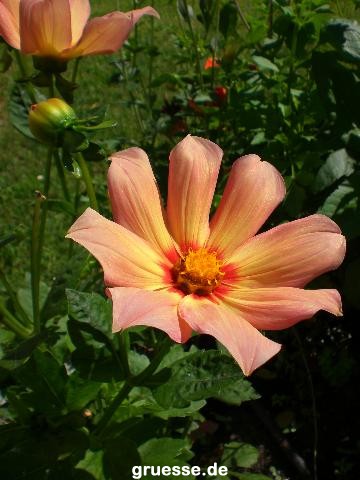 grusskarte-Traumschiff-Blumengruesse-k_005