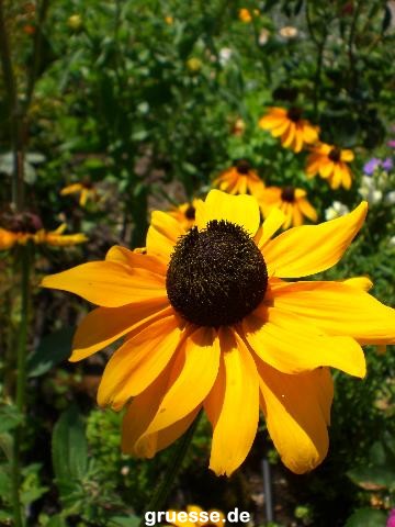 grusskarte-Traumschiff-Blumengruesse-k_007