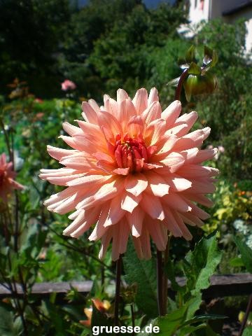 grusskarte-Traumschiff-Blumengruesse-k_008