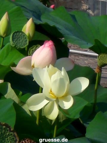 grusskarte-Traumschiff-Blumengruesse-k_009