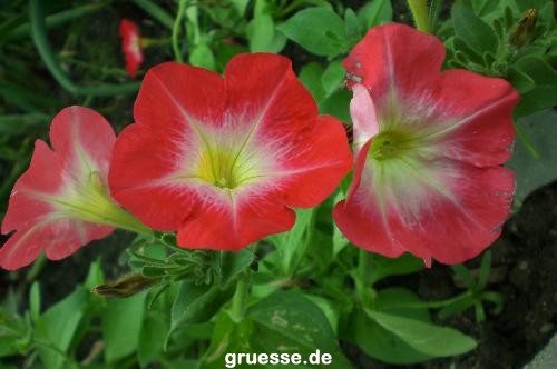 grusskarte-Traumschiff-Blumengruesse-k_010