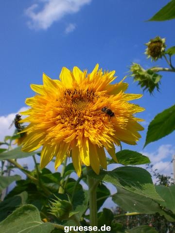 grusskarte-Traumschiff-Blumengruesse-k_011
