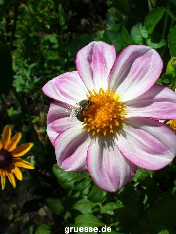 grusskarte-Traumschiff-Blumengruesse-k_012