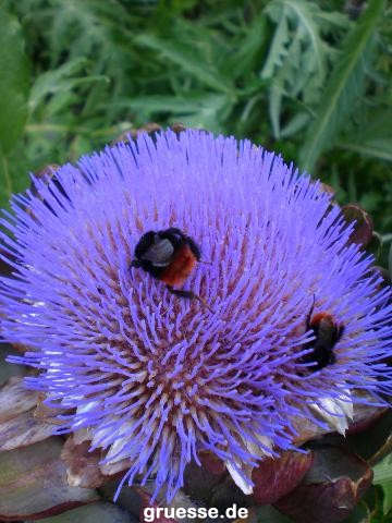 grusskarte-Traumschiff-Blumengruesse-k_013