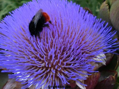 grusskarte-Traumschiff-Blumengruesse-k_014