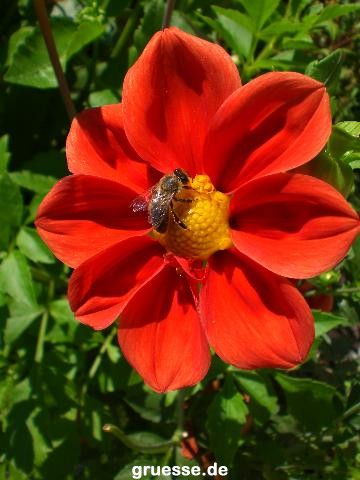 grusskarte-Traumschiff-Blumengruesse-k_015