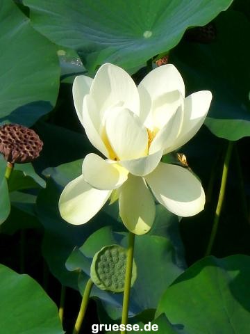 grusskarte-Traumschiff-Blumengruesse-k_018