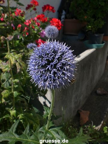 grusskarte-Traumschiff-Blumengruesse-k_019