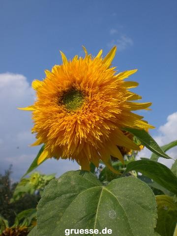 grusskarte-Traumschiff-Blumengruesse-k_020