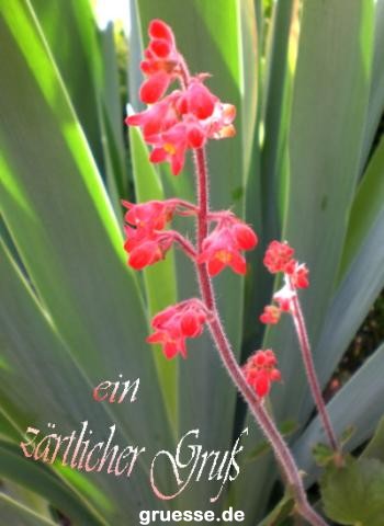 grusskarte-Traumschiff-Blumengruesse-k_027