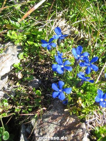 grusskarte-Traumschiff-Blumengruesse-k_030