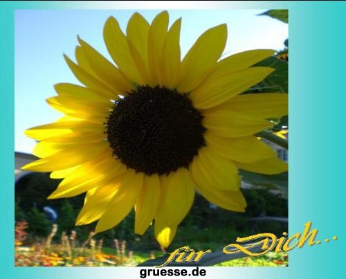 grusskarte-Traumschiff-Blumengruesse-k_031