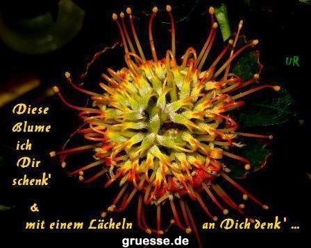 grusskarte-Traumschiff-Blumengruesse-k_033