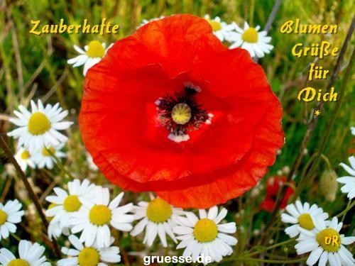 grusskarte-Traumschiff-Blumengruesse-k_035