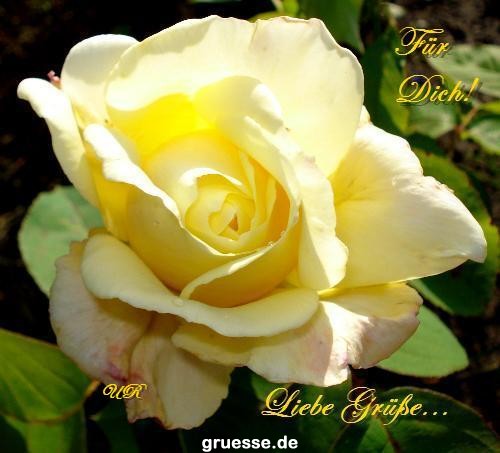 grusskarte-Traumschiff-Blumengruesse-k_037