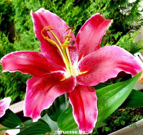 grusskarte-Traumschiff-Blumengruesse-k_042