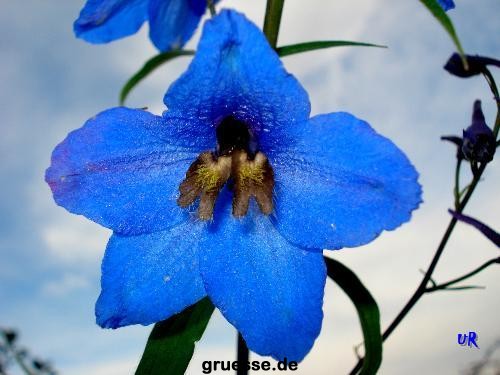 grusskarte-Traumschiff-Blumengruesse-k_044