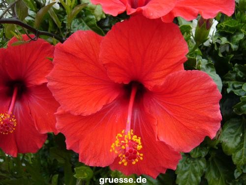 grusskarte-Traumschiff-Blumengruesse-k_055