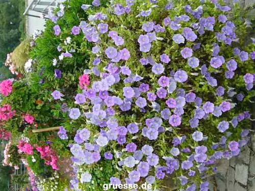 grusskarte-Traumschiff-Blumengruesse-k_057