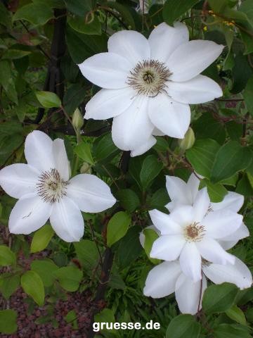 grusskarte-Traumschiff-Blumengruesse_003