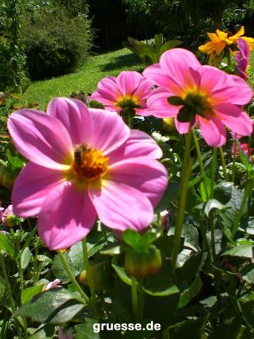 grusskarte-Traumschiff-Blumengruesse_006