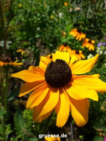 grusskarte-Traumschiff-Blumengruesse_007