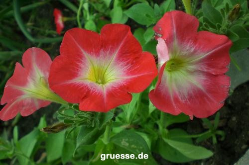 grusskarte-Traumschiff-Blumengruesse_010