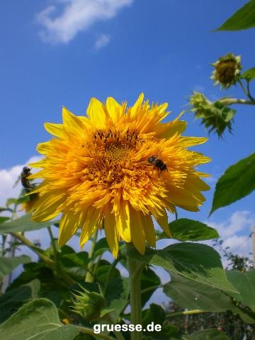 grusskarte-Traumschiff-Blumengruesse_011