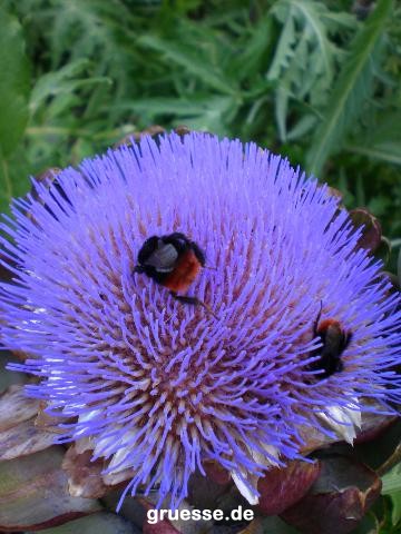 grusskarte-Traumschiff-Blumengruesse_013