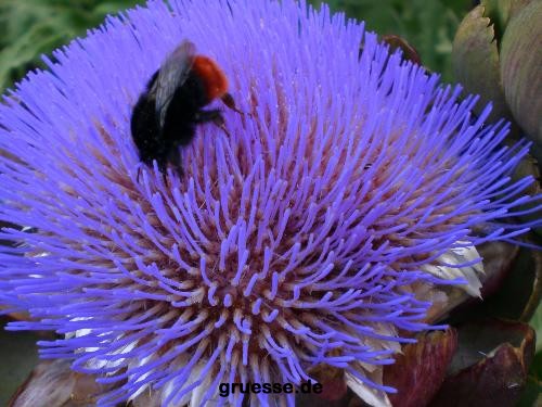 grusskarte-Traumschiff-Blumengruesse_014