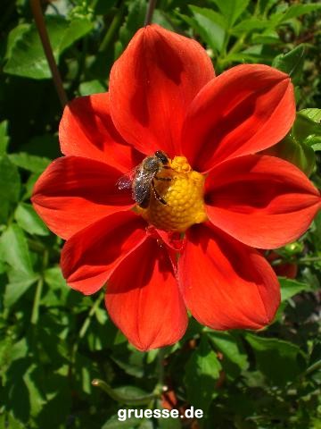 grusskarte-Traumschiff-Blumengruesse_015