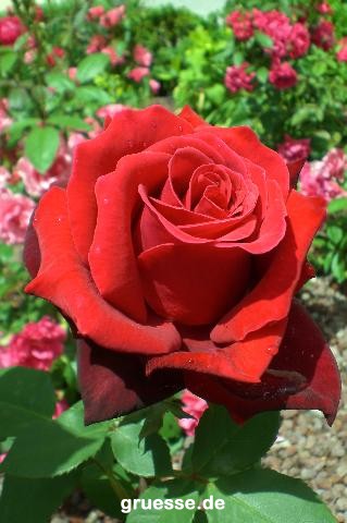 grusskarte-Traumschiff-Blumengruesse_025