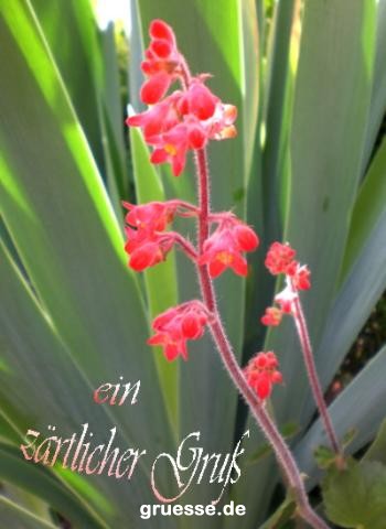 grusskarte-Traumschiff-Blumengruesse_027