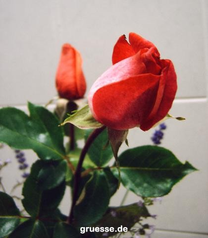 grusskarte-Traumschiff-Blumengruesse_029