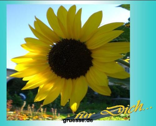 grusskarte-Traumschiff-Blumengruesse_031