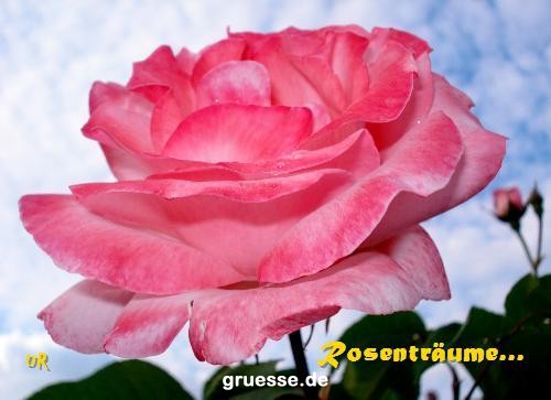 grusskarte-Traumschiff-Blumengruesse_032