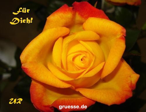 grusskarte-Traumschiff-Blumengruesse_041