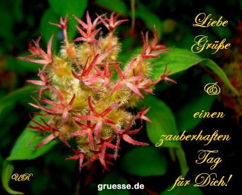 grusskarte-Traumschiff-Blumengruesse_043