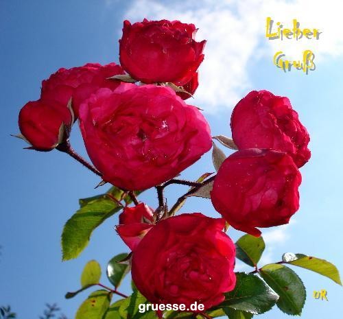 grusskarte-Traumschiff-Blumengruesse_046