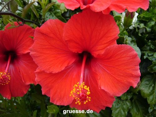 grusskarte-Traumschiff-Blumengruesse_055