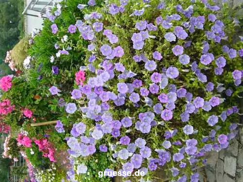 grusskarte-Traumschiff-Blumengruesse_057