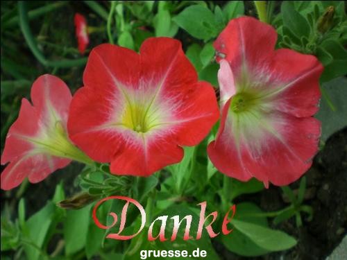 grusskarte-Traumschiff-Danke-k_006