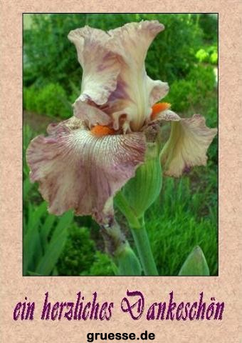 grusskarte-Traumschiff-Danke-k_007