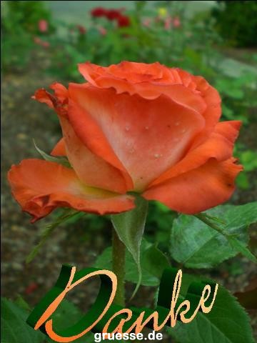 grusskarte-Traumschiff-Danke-k_008