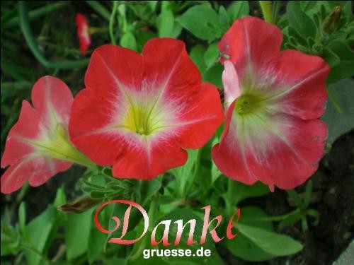 grusskarte-Traumschiff-Danke_006