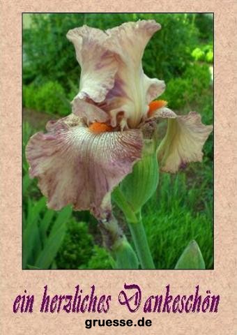 grusskarte-Traumschiff-Danke_007